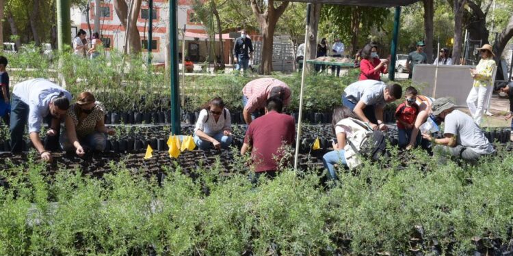 Este viernes donará árboles nativos el Vivero Municipal