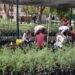 Este viernes donará árboles nativos el Vivero Municipal