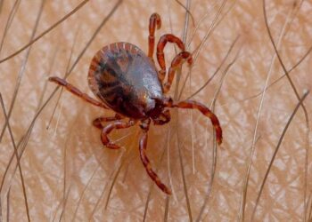 Salud Sonora trabaja todo el año contra la rickettsiosis