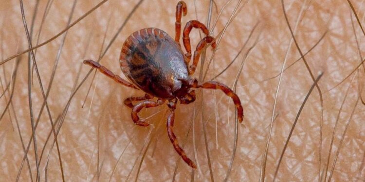 Salud Sonora trabaja todo el año contra la rickettsiosis