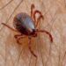 Salud Sonora trabaja todo el año contra la rickettsiosis