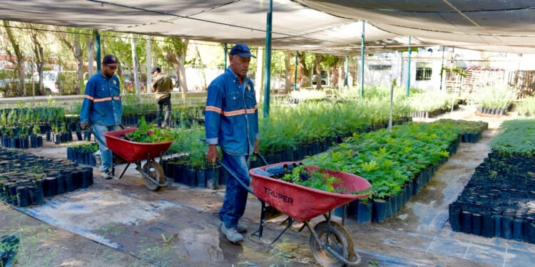 Reinicia Gobierno de Hermosillo el programa «Yo Planto Nativo»
