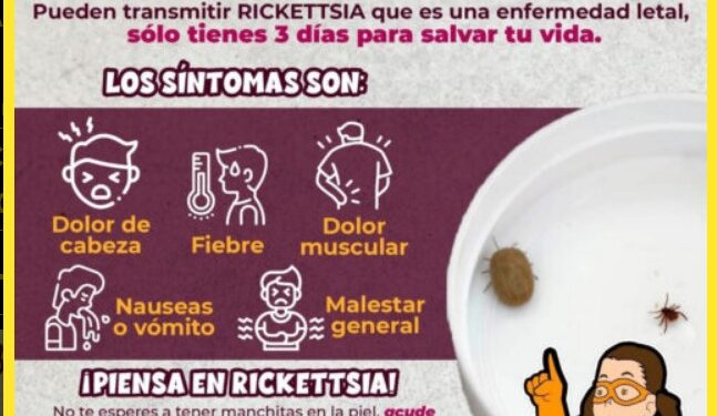 Trabaja Salud Sonora en acciones preventivas contra fiebre manchada por rickettsia rickettsii