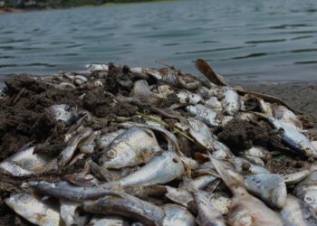 «Agroquímicos, posible causa» de la mortandad de peces en el río Santiago