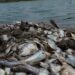 «Agroquímicos, posible causa» de la mortandad de peces en el río Santiago
