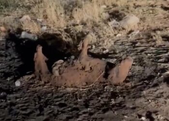 Ciudadanos reportan perritos calcinados en colonia Posadas del Sol, en ciudad Obregón