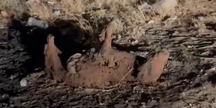 Ciudadanos reportan perritos calcinados en colonia Posadas del Sol, en ciudad Obregón