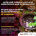 Salud Sonora llama a mantener hogares limpios para prevenir enfermedades como dengue y Rickettsiosis