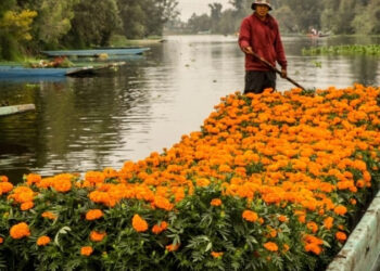 Buscan recuperar derechos de la semilla de cempasúchil en CDMX