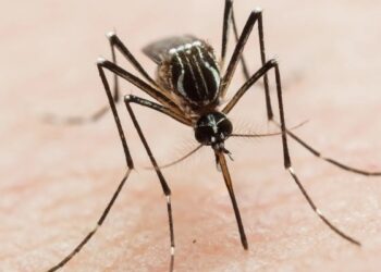 Espacios limpios previenen Dengue