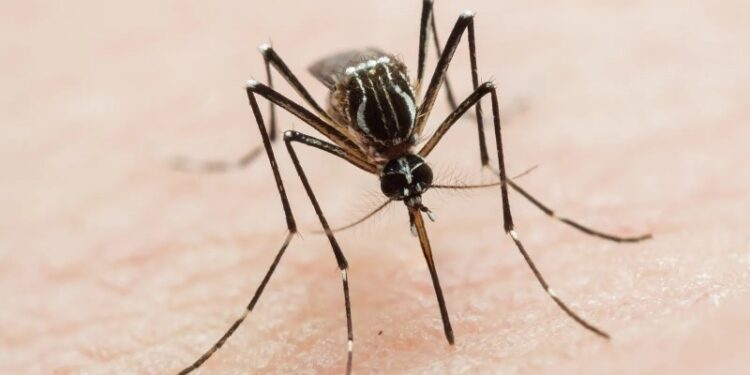 Espacios limpios previenen Dengue