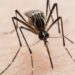 Espacios limpios previenen Dengue