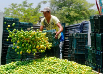 Se emprenden acciones para proteger a limoneros de Michoacán: AMLO