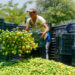 Se emprenden acciones para proteger a limoneros de Michoacán: AMLO