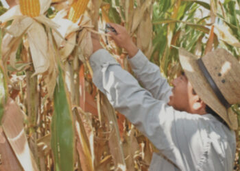 Importaciones mexicanas de maíz registrarán nuevo récord: USDA