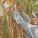 Importaciones mexicanas de maíz registrarán nuevo récord: USDA