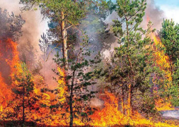 Los incendios marcan récord en devastación; sequía, calor… los intensificaron
