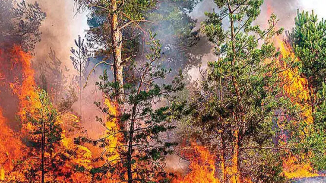 Los incendios marcan récord en devastación; sequía, calor… los intensificaron