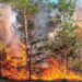 Los incendios marcan récord en devastación; sequía, calor… los intensificaron