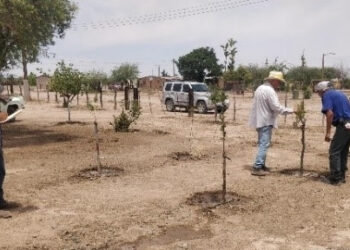 Promueve el Gobierno de Sonora la creación de huertos familiares