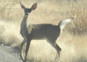 Piden respetar el área del nacimiento de crías de venado cola blanca