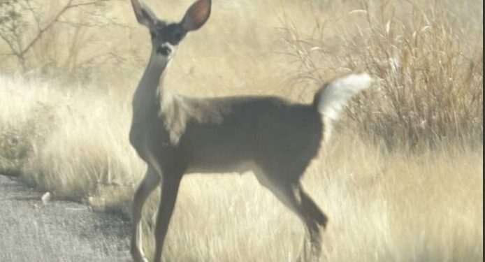 Piden respetar el área del nacimiento de crías de venado cola blanca