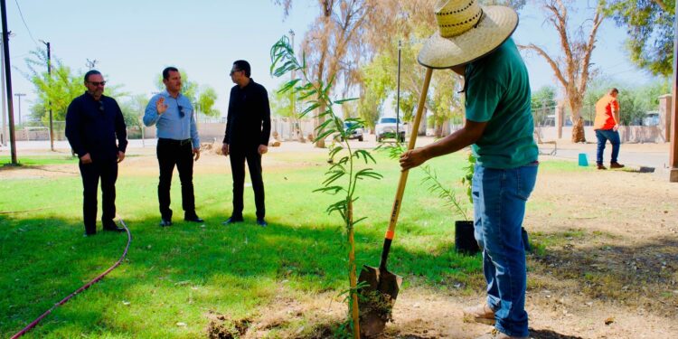 Inicia Obras Públicas nuevo programa de reforestación