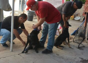Siguen con éxito las esterilizaciones gratuitas a mascotas