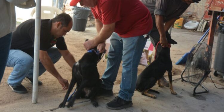 Siguen con éxito las esterilizaciones gratuitas a mascotas