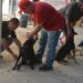 Siguen con éxito las esterilizaciones gratuitas a mascotas