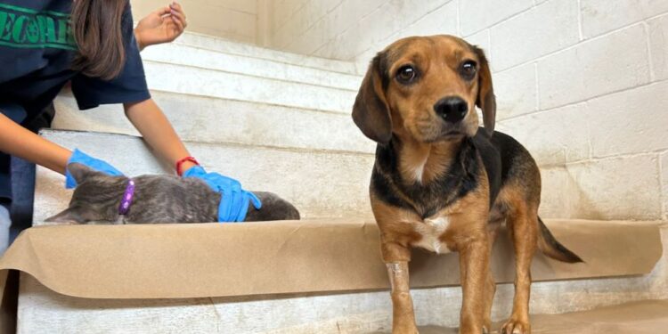 Atienden a 180 mascotas en la Jornada Masiva de Esterilización