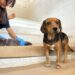 Atienden a 180 mascotas en la Jornada Masiva de Esterilización
