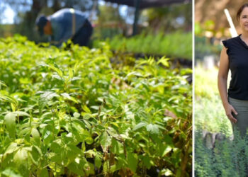 Se obsequiarán árboles nativos el próximo viernes en el Vivero Municipal