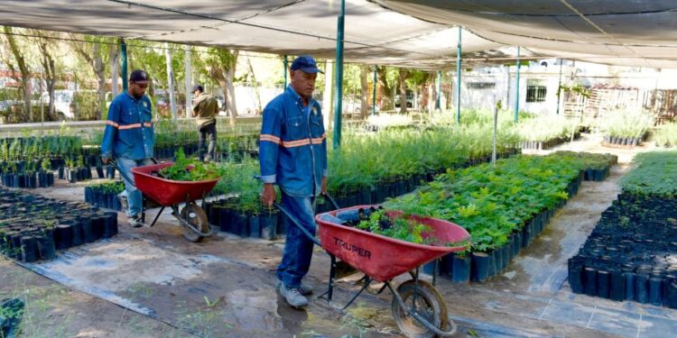 Invita Vivero Municipal a adoptar un árbol nativo este sábado