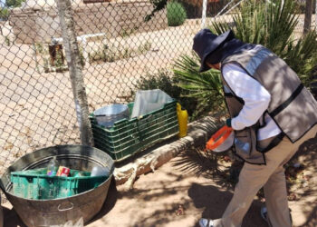 Mantiene Gobierno de Sonora acciones contra el mosquito transmisor del dengue