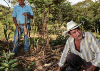 Gobierno delinea amplio plan para alcanzar soberanía alimentaria