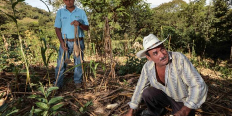 Gobierno delinea amplio plan para alcanzar soberanía alimentaria