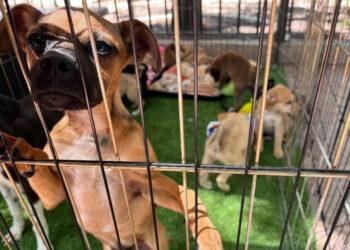 Inauguran Centro de Bienestar Animal en Tepic, Nayarit