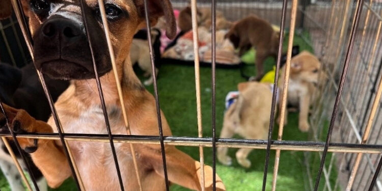 Inauguran Centro de Bienestar Animal en Tepic, Nayarit