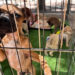 Inauguran Centro de Bienestar Animal en Tepic, Nayarit