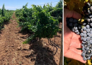 Sonora mantiene el primer lugar en producción de uva de mesa en México