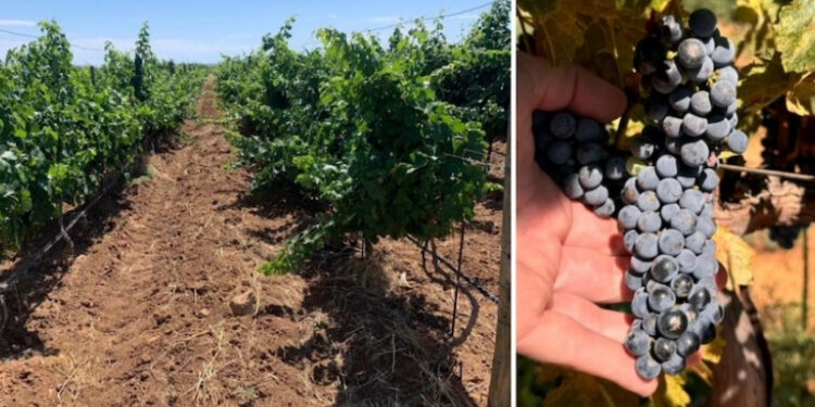 Sonora mantiene el primer lugar en producción de uva de mesa en México