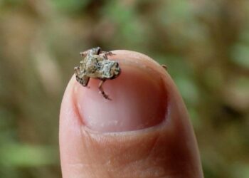 Descubren en Brasil un sapo-pulga, es el segundo vertebrado más pequeño del mundo