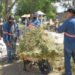 Lleva Servicios Públicos avance de 55 por ciento en limpieza de panteones