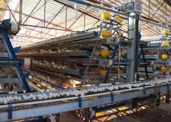 Es Sonora de los principales productores de huevo a nivel nacional
