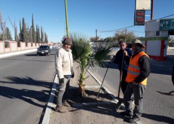 Embellecen la Ave.6 con trasplante de Palmas sobre el boulevard