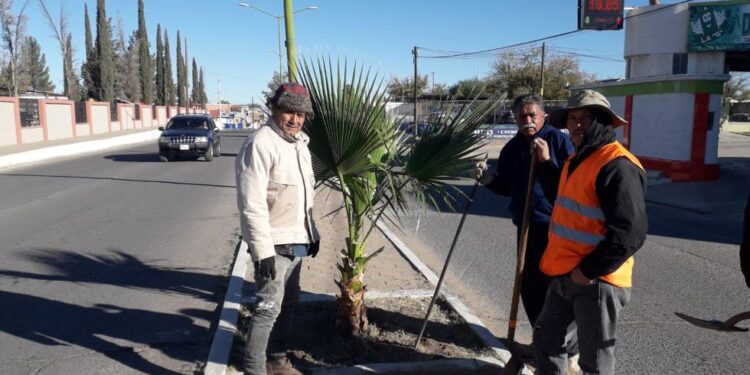Embellecen la Ave.6 con trasplante de Palmas sobre el boulevard