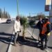 Embellecen la Ave.6 con trasplante de Palmas sobre el boulevard