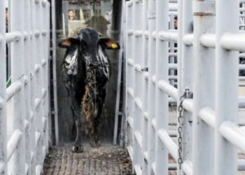 Pausa EU temporalmente importación de ganado desde México