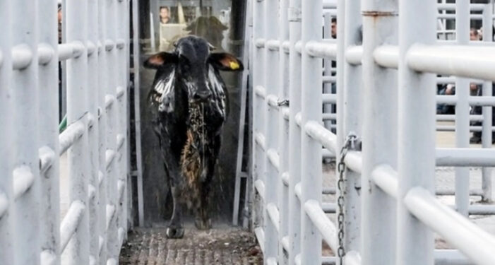 Pausa EU temporalmente importación de ganado desde México